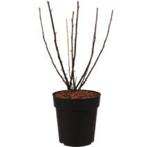 Plante avec des branches dans un pot