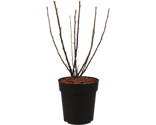 Plante avec des branches dans un pot