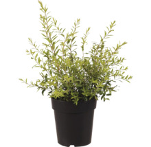 Myrte en pot pour l'intérieur