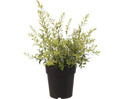 Myrte en pot pour l'intérieur