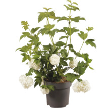 Boule de neige fleurie en pot avec des feuilles vertes