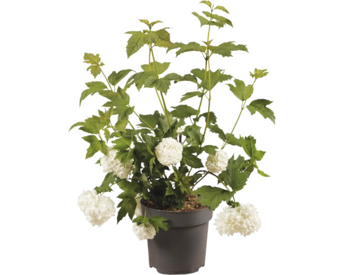 Boule de neige fleurie en pot avec des feuilles vertes