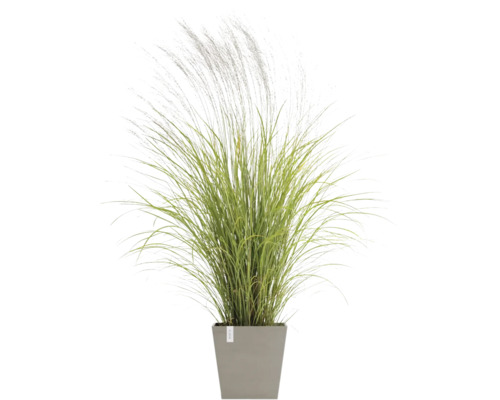 Graminée ornementale dans un pot carré avec des inflorescences plumeuses fines.