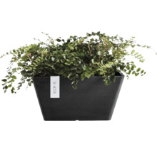 Grüne Pflanze in einem dunklen, eckigen Pflanzgefäß mit ECOPOTS Logo.