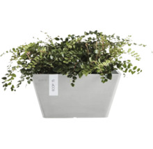 Zimmerpflanze in einem grauen rechteckigen ECOPOTS Pflanzgefäß aus Kunststoff