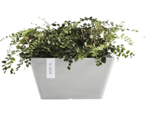 Zimmerpflanze in einem grauen rechteckigen ECOPOTS Pflanzgefäß aus Kunststoff