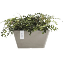 Plante dans un bac à fleurs rectangulaire Ecopots.