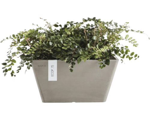 Plante dans un bac à fleurs rectangulaire Ecopots.