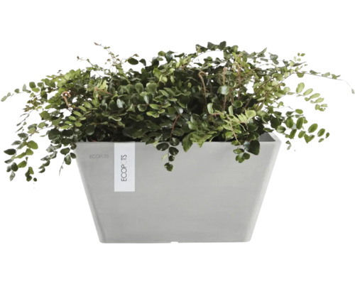 Grüne Pflanze in einem grauen ECOPOTS Pflanzkübel.