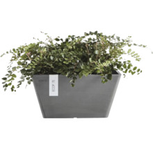 Jardinière rectangulaire Ecopots Berlin en plastique recyclé anthracite avec une plante d'intérieur verte.