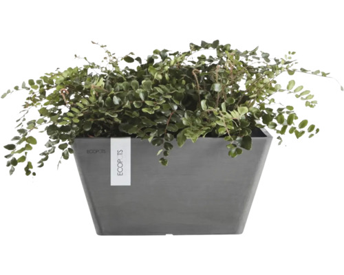 Jardinière rectangulaire Ecopots Berlin en plastique recyclé anthracite avec une plante d'intérieur verte.
