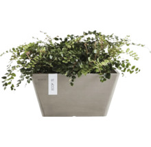 Zimmerpflanze in einem grauen quadratischen Ecopots Pflanzgefäß.