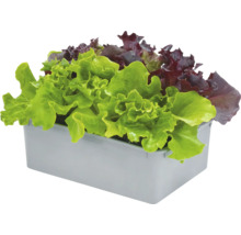 Plants de salade en terrine