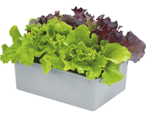 Plants de salade en terrine