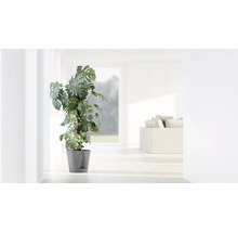 Fensterblatt Monstera deliciosa mit Kletterstab im grauen Topf in einem hellen, modernen Wohnraum.
