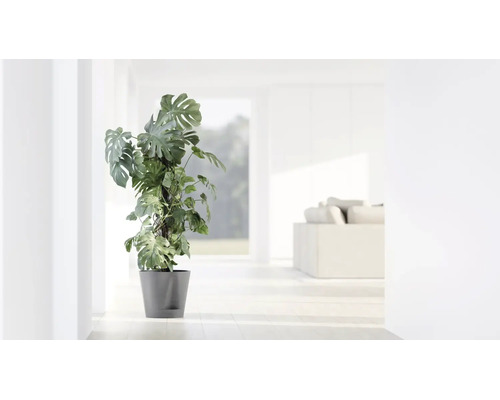 Fensterblatt Monstera deliciosa mit Kletterstab im grauen Topf in einem hellen, modernen Wohnraum.