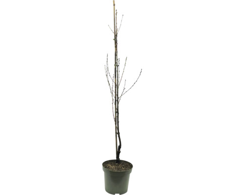 Jeune arbre fruitier en pot