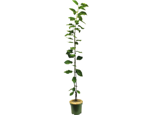 Apfelbaum-Setzling im Topf