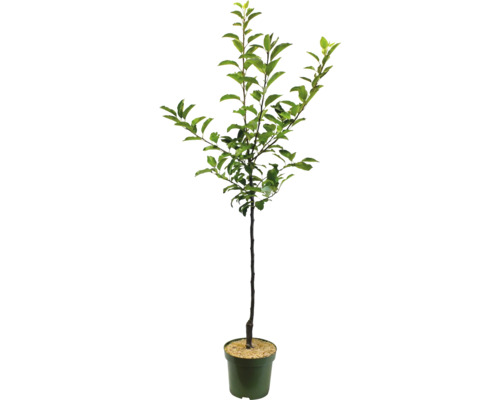 Jeune arbre en pot avec des feuilles vertes.