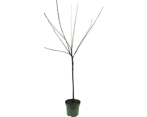 Laubbaum ohne Blätter im Topf