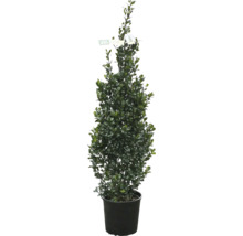 Immergrüner Strauch im Topf für den Aussenbereich