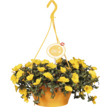 Hängeampel mit gelben Blüten