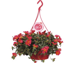 Hängepetunie in einem Topf mit Aufhänger