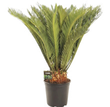 Palmfarn in einem Topf