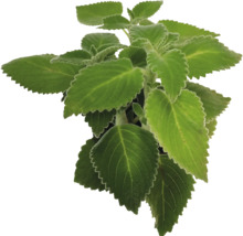 Ortie indienne à feuilles dentelées