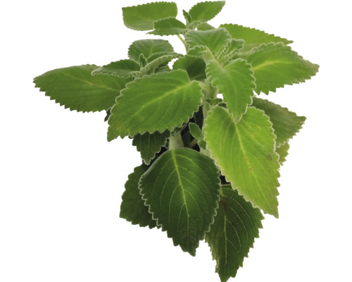 Ortie indienne à feuilles dentelées