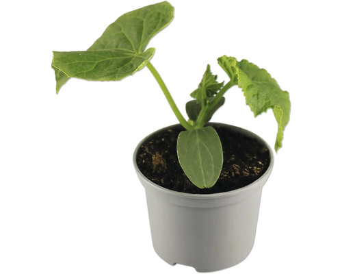 Plant de concombre en pot