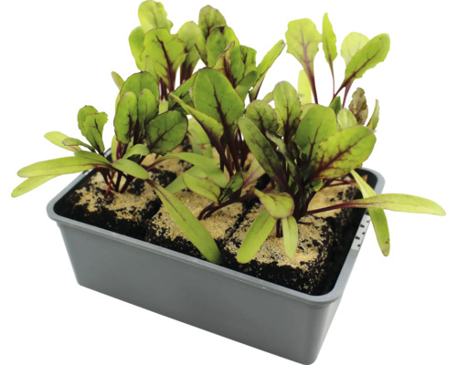 Jeunes plants de betteraves rouges en terrine de culture
