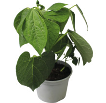 Plante de bétel en pot