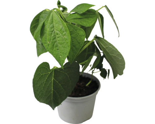 Plante de bétel en pot