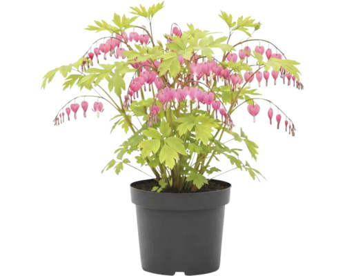 Tränendes Herz, Herzblume FloraSelf Dicentra spectabilis H 10-40 cm Co 3 L Tränendes Herz Pflanze im Topf