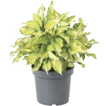 Hosta en pot avec des feuilles vert-jaune