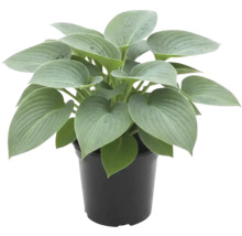 Hosta en pot avec de grandes feuilles