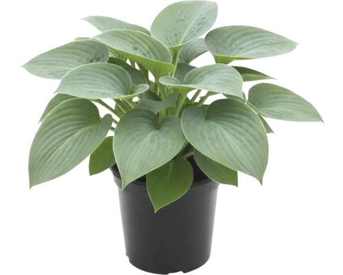 Funkie FloraSelf Hosta siboldiana H 25-30 cm Co 5 L versch. Sorten Funkie im Topf mit großen Blättern