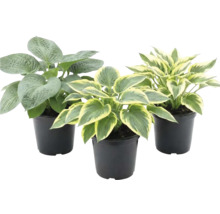 Trois hostas dans des pots noirs