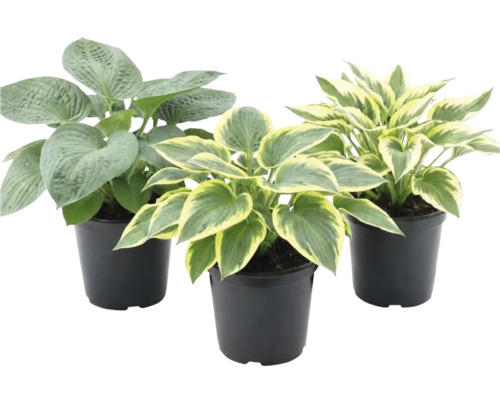 Trois hostas dans des pots noirs