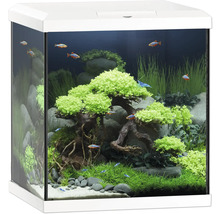 Aquarium aménagé avec plantes, pierres et poissons