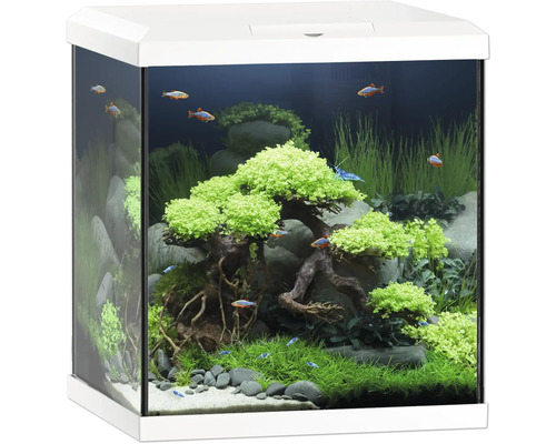 Aquarium aménagé avec plantes, pierres et poissons