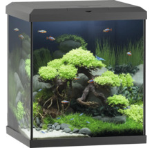 Aquarium décoratif avec plantes, pierres et poissons