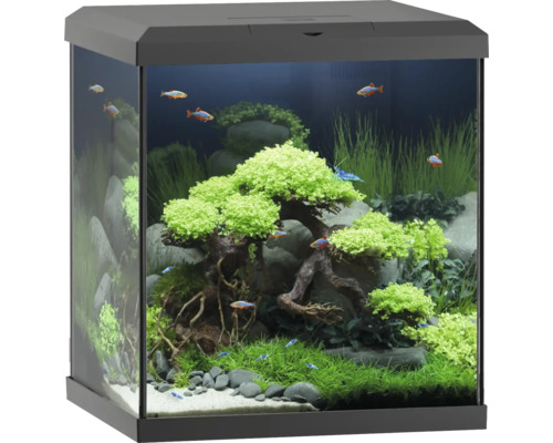 Aquarium décoratif avec plantes, pierres et poissons