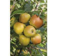 Pommes Reinette dorée sur l'arbre