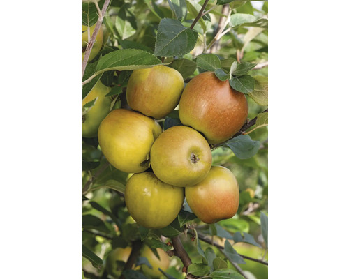 Pommes Reinette dorée sur l'arbre