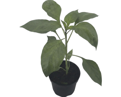 Paprikapflanze im Topf