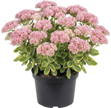 Orpin dans un pot noir avec des corymbes de fleurs roses