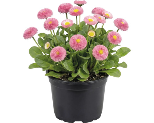 Gänseblümchen FloraSelf Bellis perennis Ø 10,5 cm Topf Gänseblümchen in einem Topf