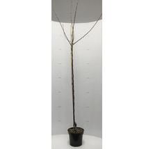 Arbre en pot, sans feuilles